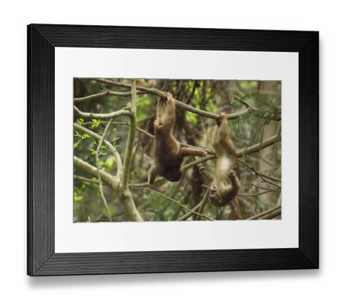 Framed Print : Tibetan macaque (Macaca thibetana) juveniles playing, hanging upside down in tree Framed Print : Tibetan macaque (Macaca thibetana) juveniles playing, hanging upside down in tree