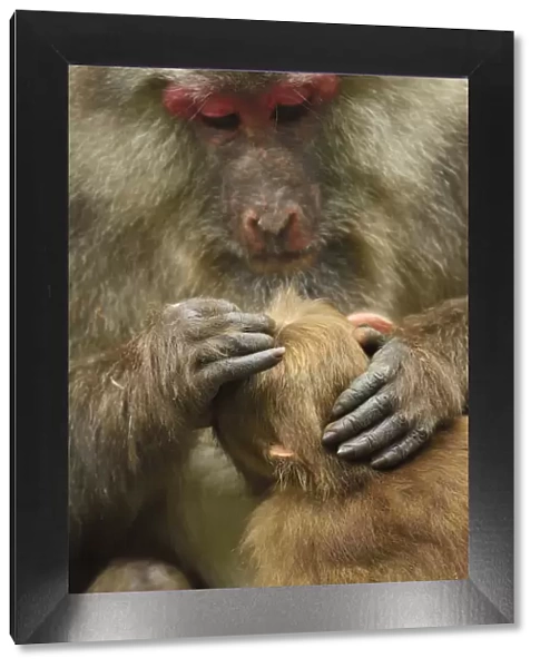 Tibetan macaque (Macaca thibetana) female grooming infant, Tangjiahe National Nature Reserve