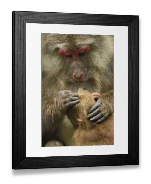 Framed Print : Tibetan macaque (Macaca thibetana) female grooming infant, Tangjiahe National Nature Reserve Framed Print : Tibetan macaque (Macaca thibetana) female grooming infant, Tangjiahe National Nature Reserve
