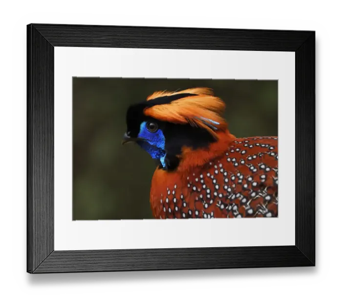 Framed Print : Temmincks tragopan (Tragopan temminckii) male bird walking throught the forest Framed Print : Temmincks tragopan (Tragopan temminckii) male bird walking throught the forest