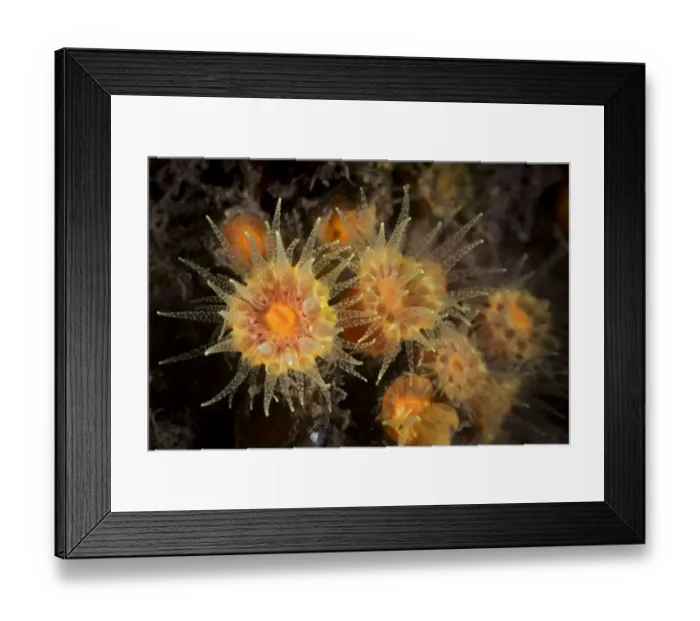 Framed Print : Sun  /  Tube coral (Tubastraea sp) with tentacles extended to catch zooplankton. Gulf of Bohai