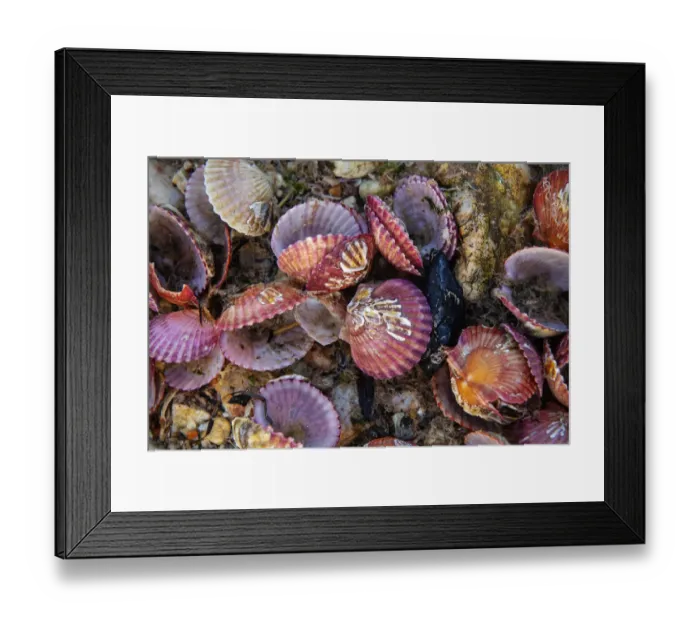 Framed Print : Bivalves on the rocky shore, Zhifu Island. Shandong Province, China Framed Print : Bivalves on the rocky shore, Zhifu Island. Shandong Province, China
