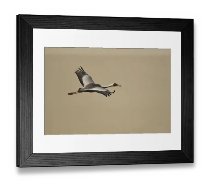 Framed Print : White-naped crane (Grus vipio) flying, Inner Mongolia, China Framed Print : White-naped crane (Grus vipio) flying, Inner Mongolia, China