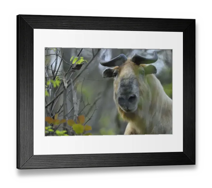 Framed Print : Sichuan / Tibetan takin (Budorcas taxicolor tibetana) walking through a forest in Framed Print : Sichuan / Tibetan takin (Budorcas taxicolor tibetana) walking through a forest in