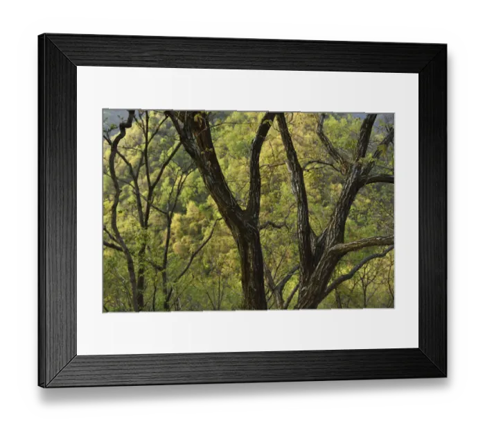 Framed Print : Nature of Tangjiahe National Nature Reserve, Qingchuan County, Sichuan province, China Framed Print : Nature of Tangjiahe National Nature Reserve, Qingchuan County, Sichuan province, China