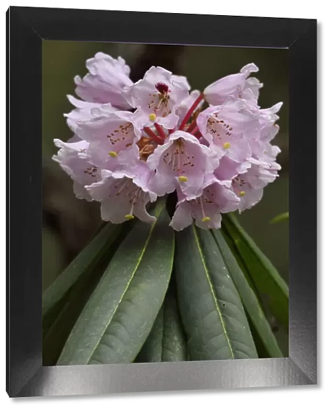 Rhododendron (Rhododendron sp) in flower, Tangjiahe National Nature Reserve, Qingchuan County