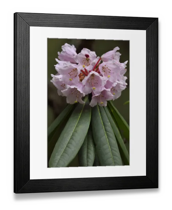 Framed Print : Rhododendron (Rhododendron sp) in flower, Tangjiahe National Nature Reserve, Qingchuan County Framed Print : Rhododendron (Rhododendron sp) in flower, Tangjiahe National Nature Reserve, Qingchuan County
