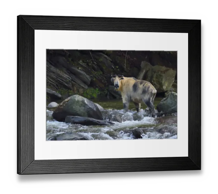 Framed Print : Sichuan / Tibetan takin (Budorcas taxicolor tibetana) crossing a river, Tangjiahe Framed Print : Sichuan / Tibetan takin (Budorcas taxicolor tibetana) crossing a river, Tangjiahe