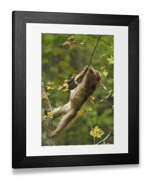 Framed Print : Tibetan macaque (Macaca thibetana) infant playing in a tree, Tangjiahe National Nature Reserve Framed Print : Tibetan macaque (Macaca thibetana) infant playing in a tree, Tangjiahe National Nature Reserve