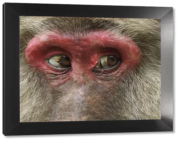 Tibetan macaque (Macaca thibetana) close up of eyes of female, Tangjiahe National Nature Reserve