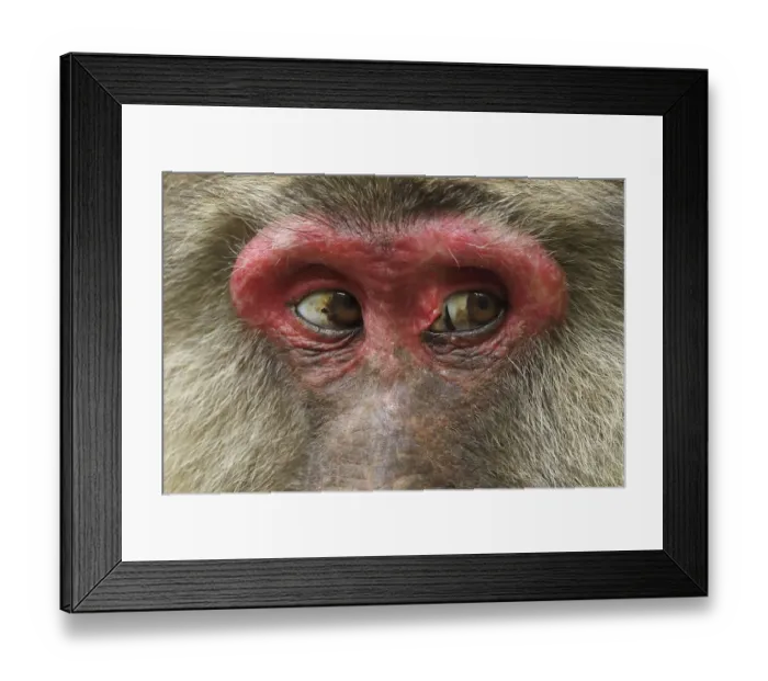 Framed Print : Tibetan macaque (Macaca thibetana) close up of eyes of female, Tangjiahe National Nature Reserve Framed Print : Tibetan macaque (Macaca thibetana) close up of eyes of female, Tangjiahe National Nature Reserve