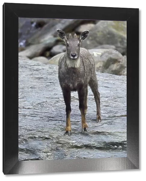 Chinese or Long-tailed goral (Naemorhedus griseus) standing by a river on a stone