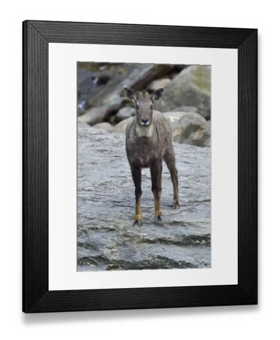 Framed Print : Chinese or Long-tailed goral (Naemorhedus griseus) standing by a river on a stone