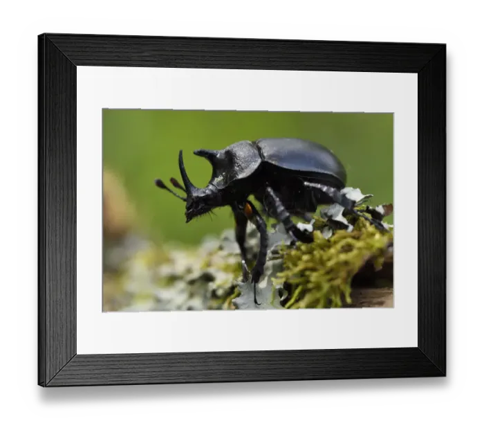Framed Print : Rhinoceros beetle, (Oryctes sp) on a moss covered tree trunk, Tangjiahe National Nature Reserve Framed Print : Rhinoceros beetle, (Oryctes sp) on a moss covered tree trunk, Tangjiahe National Nature Reserve