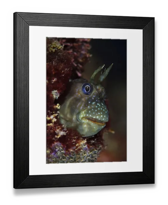 Framed Print : Stellar rockskipper (Entomacrodus stellifer) hiding in a barnacle. Sai Kung East Country Park Framed Print : Stellar rockskipper (Entomacrodus stellifer) hiding in a barnacle. Sai Kung East Country Park