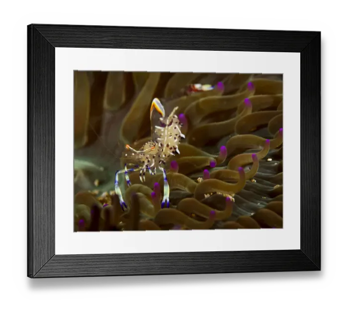 Framed Print : Anemone shrimp (Periclimenes holthuisi) Pak Lap Tsai, Sai Kung East Country Park Framed Print : Anemone shrimp (Periclimenes holthuisi) Pak Lap Tsai, Sai Kung East Country Park