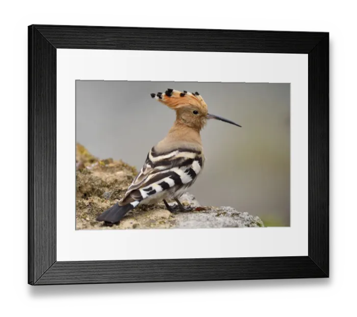Framed Print : Common hoopoe (Upupa epops) sitting on a stone, Tangjiahe National Nature Reserve Framed Print : Common hoopoe (Upupa epops) sitting on a stone, Tangjiahe National Nature Reserve