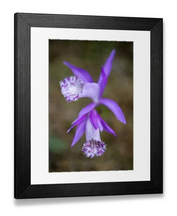 Framed Print : Hardy Chinese orchid (Pleione limprichtii) growing, Tangjiahe National Nature Reserve Framed Print : Hardy Chinese orchid (Pleione limprichtii) growing, Tangjiahe National Nature Reserve