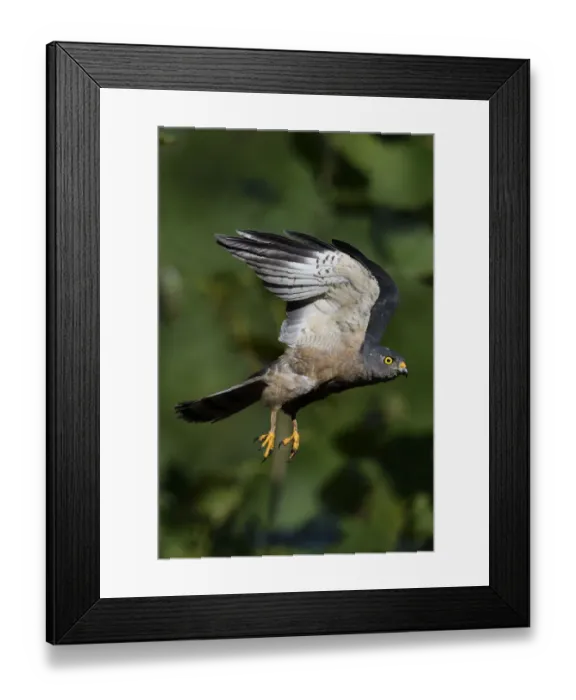 Framed Print : Chinese Sparrowhawk (Accipiter soloensis) flying Guangshui, Hubei province, China. July Framed Print : Chinese Sparrowhawk (Accipiter soloensis) flying Guangshui, Hubei province, China. July
