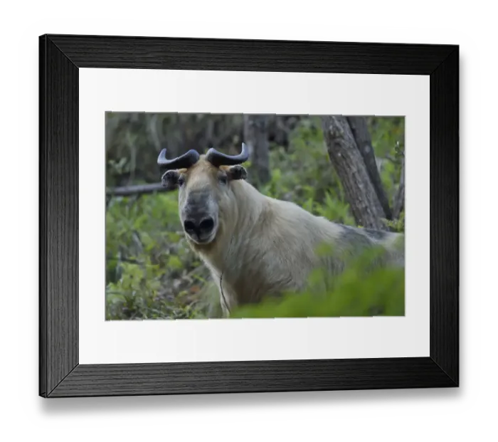 Framed Print : Sichuan or Tibetan takin (Budorcas taxicolor tibetana) walking through a forest in Framed Print : Sichuan or Tibetan takin (Budorcas taxicolor tibetana) walking through a forest in