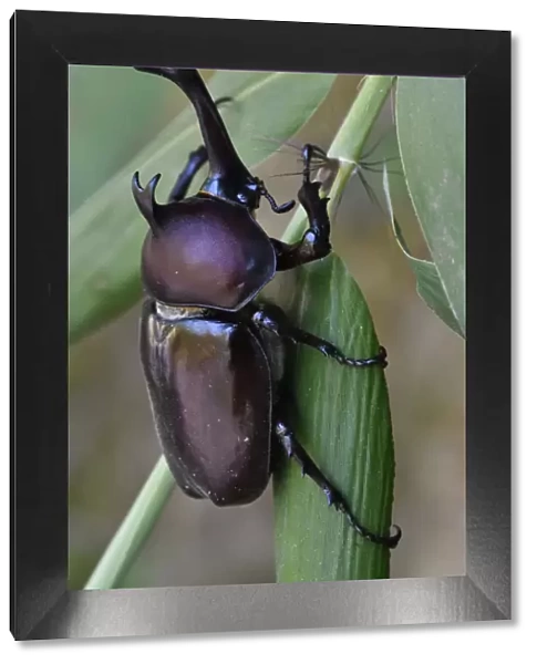 Japanese Rhinoceros beetle (Allomyrina dichotoma dichotoma) male, Guangshui, Hubei province, China