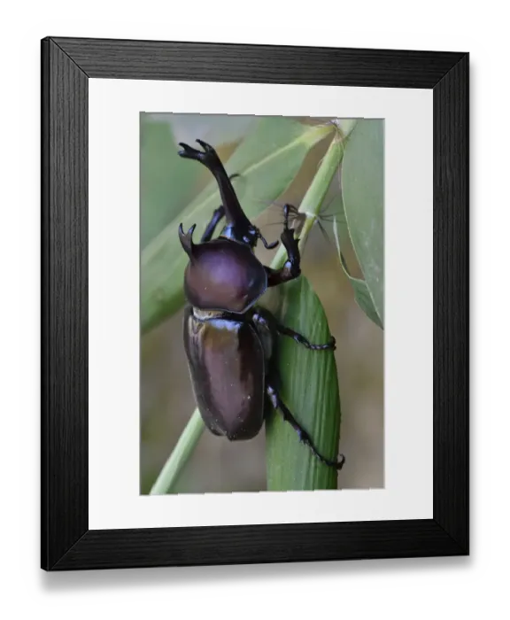 Framed Print : Japanese Rhinoceros beetle (Allomyrina dichotoma dichotoma) male, Guangshui, Hubei province, China