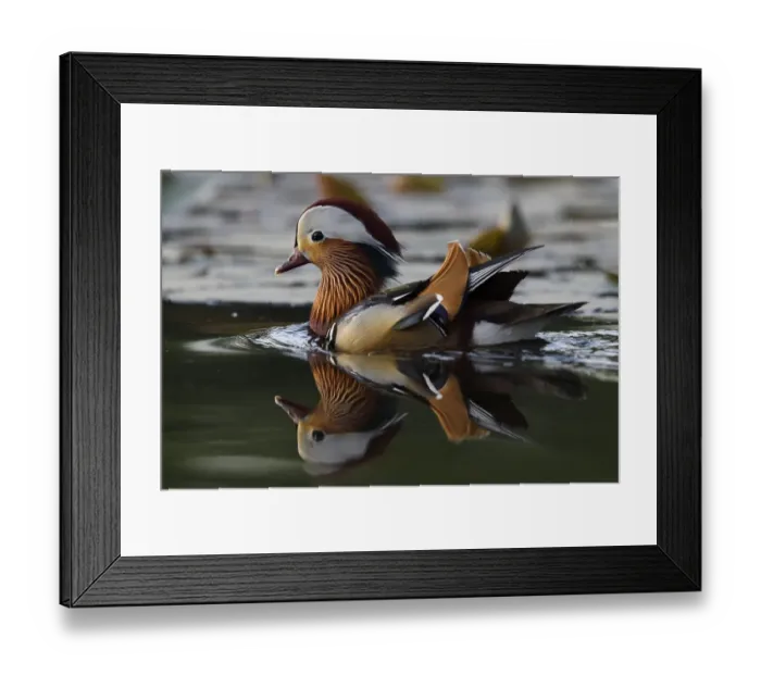 Framed Print : Mandarin duck (Aix galericulata) male swimming on water in the Beijing area, China, May Framed Print : Mandarin duck (Aix galericulata) male swimming on water in the Beijing area, China, May