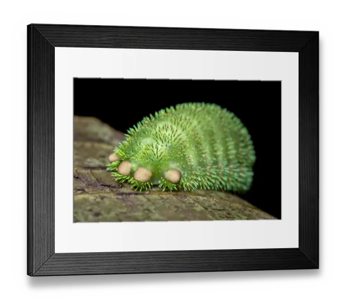 Framed Print : Moth caterpillar on leaf, tubercles with urticating hairs. Wuliangshan Nature Reserve Framed Print : Moth caterpillar on leaf, tubercles with urticating hairs. Wuliangshan Nature Reserve
