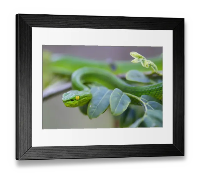 Framed Print : Yunnan bamboo pitviper (Trimeresurus stejnegerii yunnanensis) camouflaged amongst leaves Framed Print : Yunnan bamboo pitviper (Trimeresurus stejnegerii yunnanensis) camouflaged amongst leaves