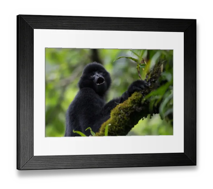Framed Print : Central Yunnan black crested gibbon (Nomascus concolor jingdongensis), dominant male vocalising Framed Print : Central Yunnan black crested gibbon (Nomascus concolor jingdongensis), dominant male vocalising