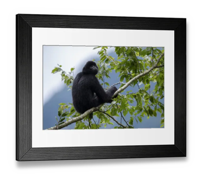 Framed Print : Central Yunnan black crested gibbon (Nomascus concolor jingdongensis), alpha male Framed Print : Central Yunnan black crested gibbon (Nomascus concolor jingdongensis), alpha male