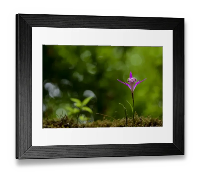 Framed Print : Pink flower, Tangjiahe National Nature Reserve, Sichuan Province, China Framed Print : Pink flower, Tangjiahe National Nature Reserve, Sichuan Province, China
