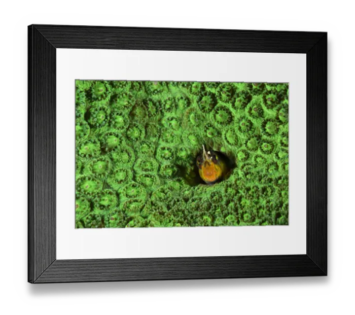 Framed Print : Crown spotty blenny (Laiphognathus longispinis) Pak Lap Tsai, Sai Kung East Country Park Framed Print : Crown spotty blenny (Laiphognathus longispinis) Pak Lap Tsai, Sai Kung East Country Park