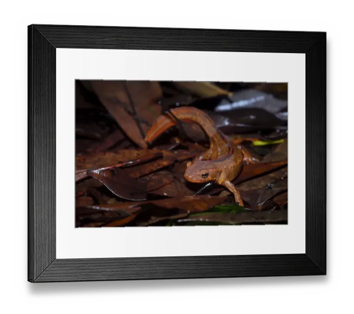 Framed Print : Hong Kong newt (Paramesotriton hongkongensis) endemic, Tai Tam Country Park, Hong Kong Framed Print : Hong Kong newt (Paramesotriton hongkongensis) endemic, Tai Tam Country Park, Hong Kong