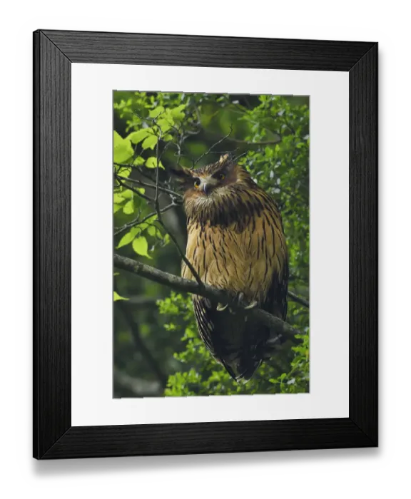 Framed Print : Brown fish owl (Bubo or Ketupa flavipes) sitting on a branch, Tangjiahe National Nature Reserve Framed Print : Brown fish owl (Bubo or Ketupa flavipes) sitting on a branch, Tangjiahe National Nature Reserve