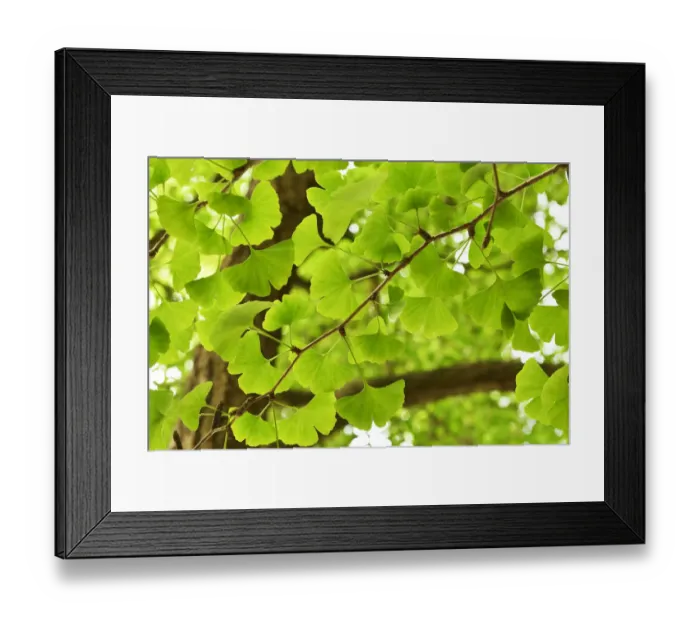 Framed Print : Leaves of a Ginkgo tree or Maidenhair tree (Ginkgo biloba) Tangjiahe National Nature Reserve Framed Print : Leaves of a Ginkgo tree or Maidenhair tree (Ginkgo biloba) Tangjiahe National Nature Reserve