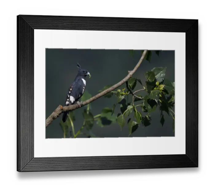 Framed Print : Black Baza (Aviceda leuphotes) sitting on a tree branch with with an insect prey in its beak Framed Print : Black Baza (Aviceda leuphotes) sitting on a tree branch with with an insect prey in its beak