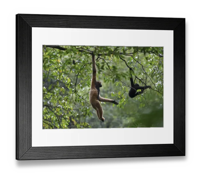 Framed Print : Central Yunnan black crested gibbon (Nomascus concolor jingdongensis), mother Framed Print : Central Yunnan black crested gibbon (Nomascus concolor jingdongensis), mother