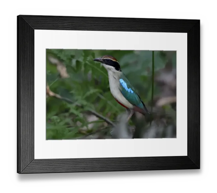 Framed Print : Fairy pitta (Pitta nympha) in the forest in Guangshui, Hubei province, China. July Framed Print : Fairy pitta (Pitta nympha) in the forest in Guangshui, Hubei province, China. July