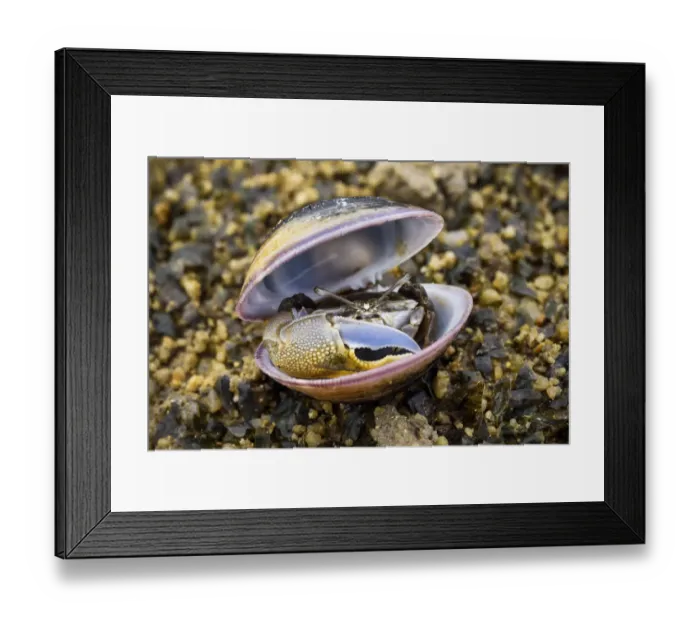 Framed Print : Fiddler crab (Uca) male, hiding in an old shell at Ha Pak Nai mudflat, Yuen Long District Framed Print : Fiddler crab (Uca) male, hiding in an old shell at Ha Pak Nai mudflat, Yuen Long District