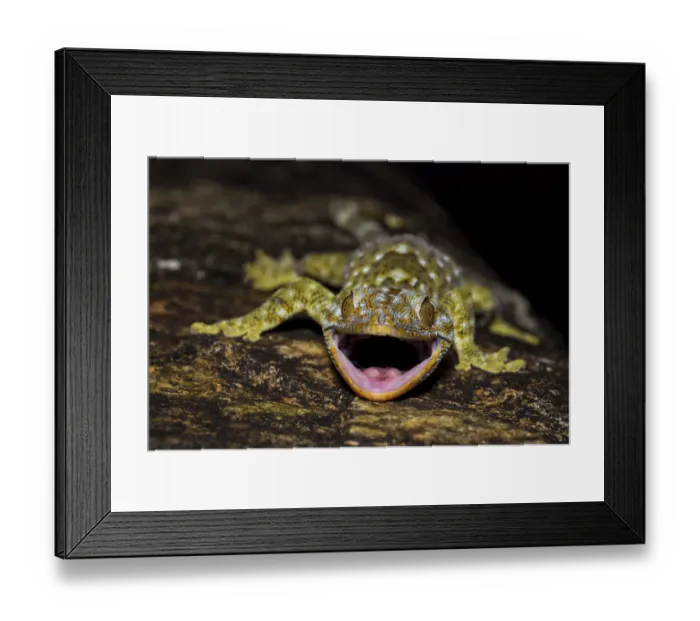 Framed Print : Tokay gecko (Gekko gecko) Pat Sin Leng Country Park, New Territory, Hong Kong, China Framed Print : Tokay gecko (Gekko gecko) Pat Sin Leng Country Park, New Territory, Hong Kong, China