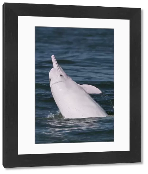 Indo-Pacific humpback dolphin ( Sousa chinensis) surfacing, Tai O, Lantau Island