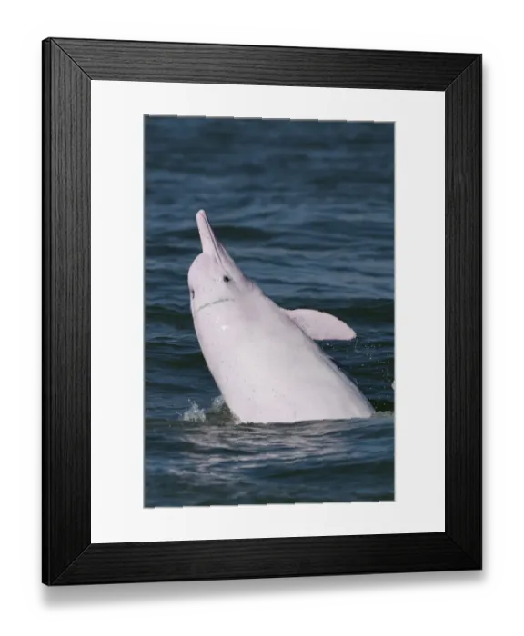 Framed Print : Indo-Pacific humpback dolphin ( Sousa chinensis) surfacing, Tai O, Lantau Island Framed Print : Indo-Pacific humpback dolphin ( Sousa chinensis) surfacing, Tai O, Lantau Island