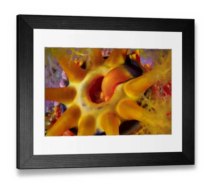Framed Print : Sea apple, eating, using arm to transfer food into mouth. Ninepin Group or Kwo Chau Islands Framed Print : Sea apple, eating, using arm to transfer food into mouth. Ninepin Group or Kwo Chau Islands