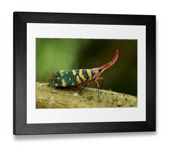 Framed Print : Lantern bug (Pyrops candelaria  /  Laternaria candelaria)Ha Pak Nai, Yuen Long District