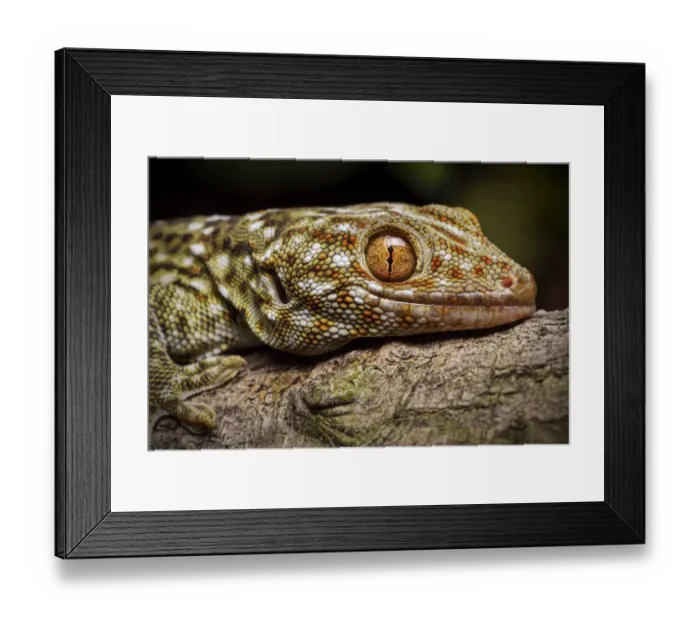 Framed Print : Tokay gecko (Gekko gecko) Shek Pik, Lantau Island, Hong Kong, China Framed Print : Tokay gecko (Gekko gecko) Shek Pik, Lantau Island, Hong Kong, China