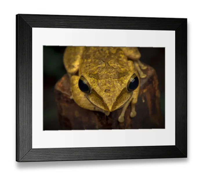 Framed Print : Brown tree frog (Polypedates megacephalus) Lantau Island, Hong Kong, China Framed Print : Brown tree frog (Polypedates megacephalus) Lantau Island, Hong Kong, China
