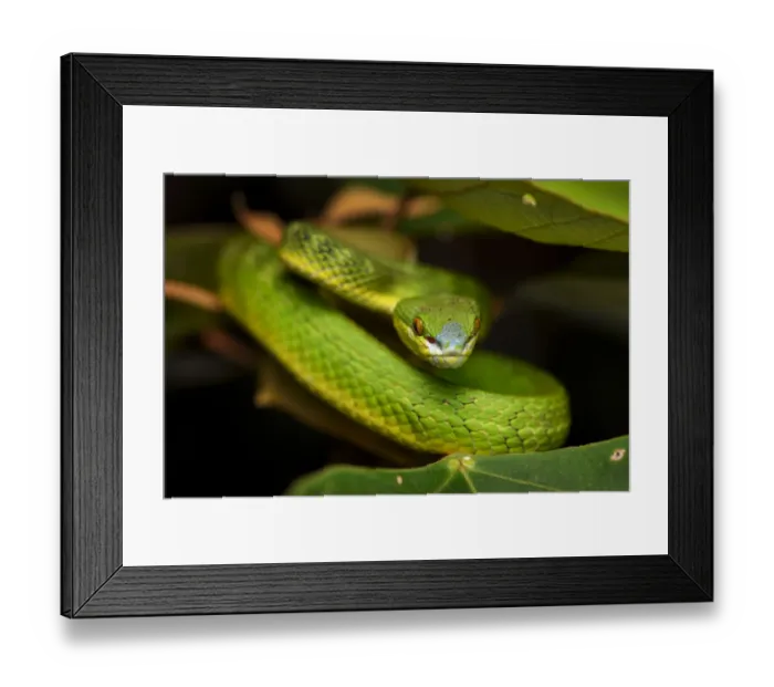 Framed Print : White-lipped pit viper (Trimeresurus albolabris) Lantau Island, Hong Kong, China Framed Print : White-lipped pit viper (Trimeresurus albolabris) Lantau Island, Hong Kong, China