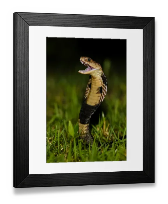 Framed Print : Chinese cobra (Naja atra) in threat stance, Shek Pik, southwestern coast of Lantau Island Framed Print : Chinese cobra (Naja atra) in threat stance, Shek Pik, southwestern coast of Lantau Island