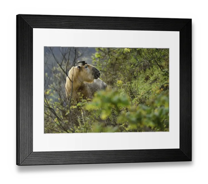 Framed Print : Takin (Budorcas taxicolor) looking at camera, Tangjiahe National Nature Reserve, Sichuan Province Framed Print : Takin (Budorcas taxicolor) looking at camera, Tangjiahe National Nature Reserve, Sichuan Province